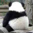 芝士就是力量-培根