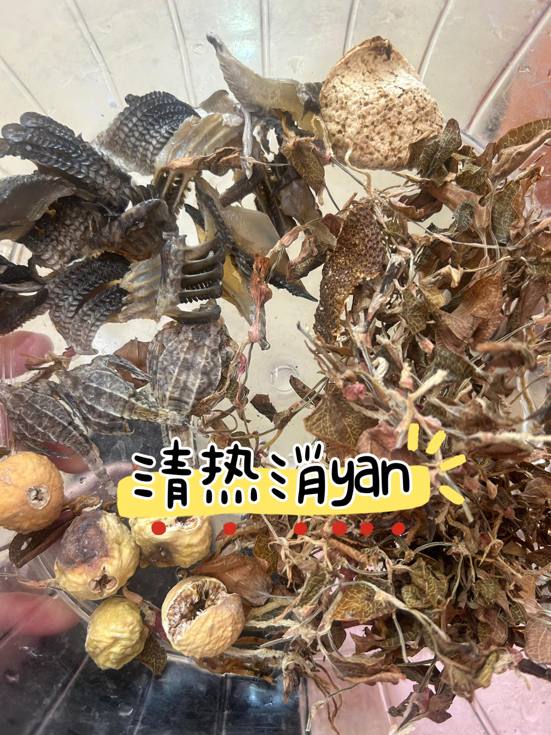 金线莲彭鱼鳃海麻雀养生茶