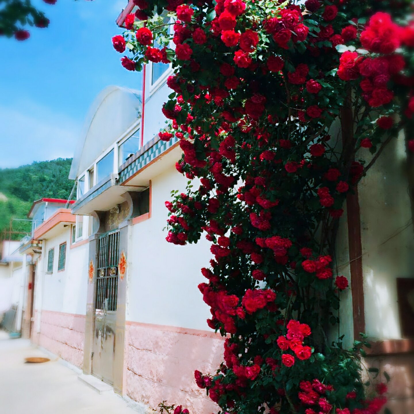 爱吃的花花小姐