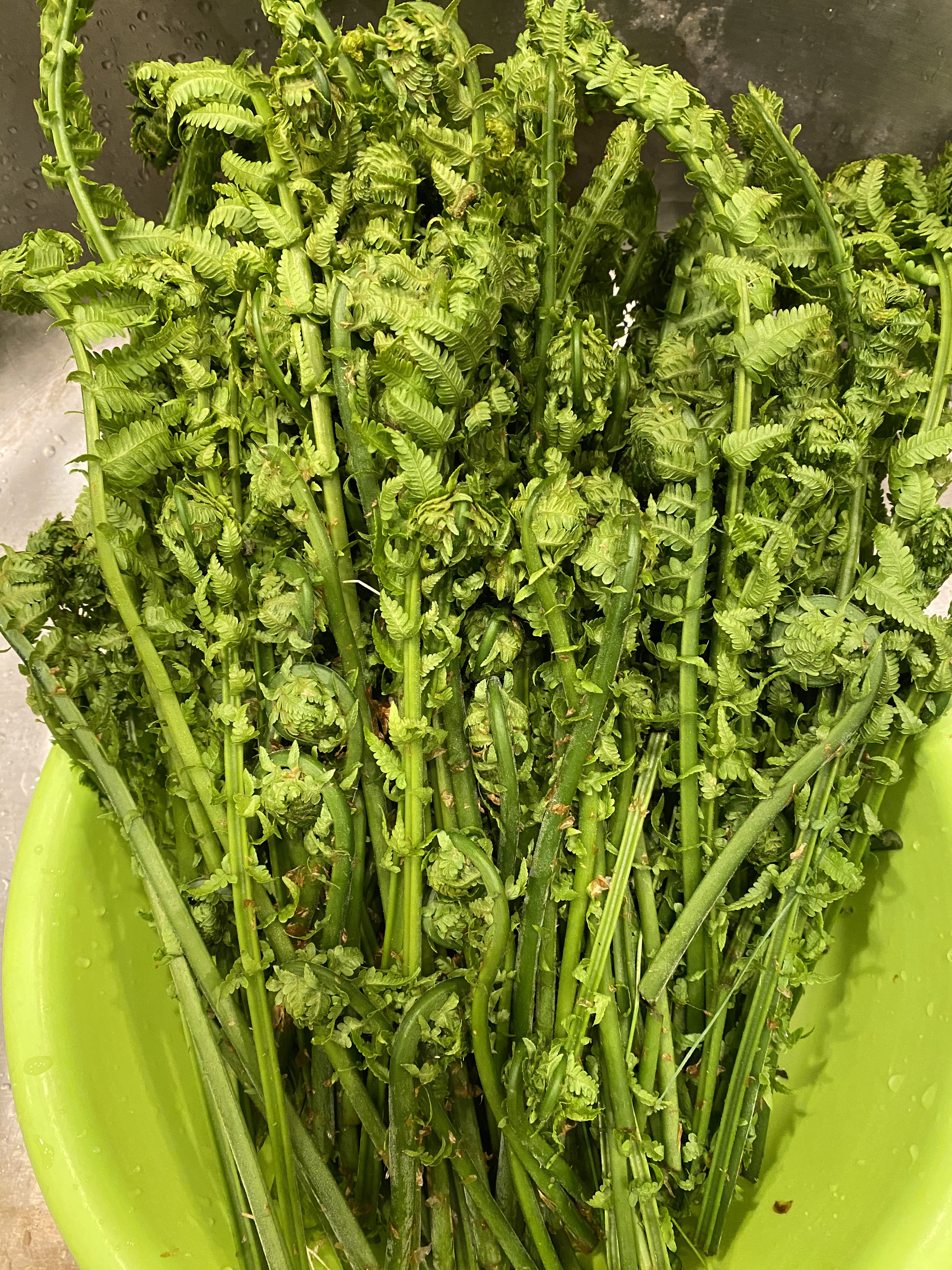 【食在春天】蕨菜三吃-炒，晒，拌的做法 步骤2