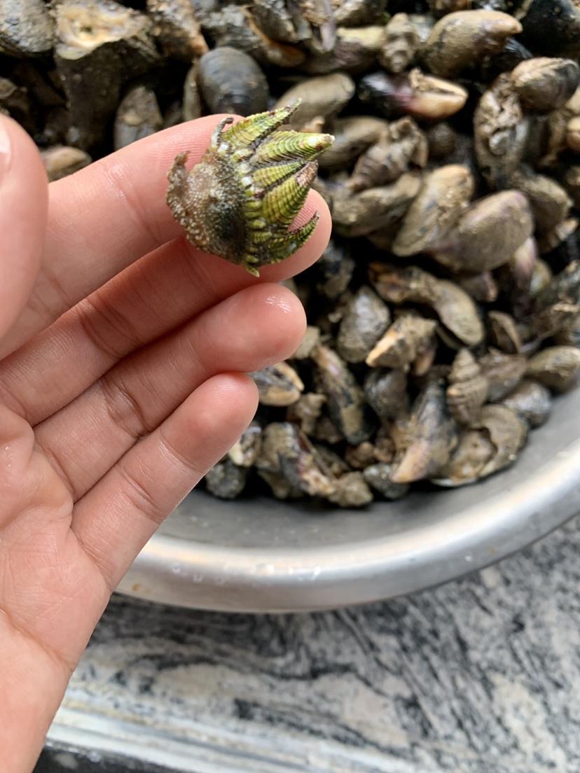 純奶手撕吐司的做法 步驟1