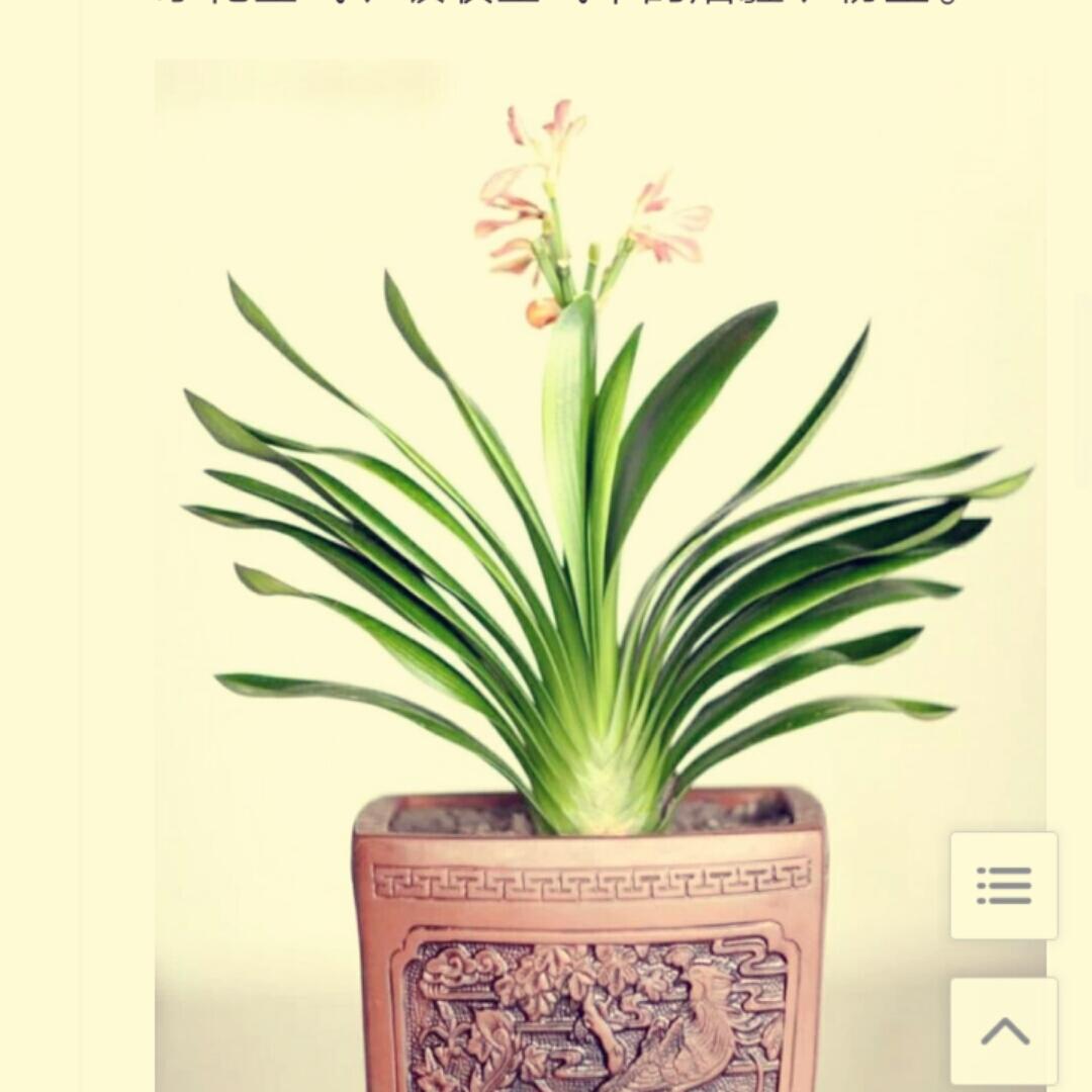 减什么肥起来吃