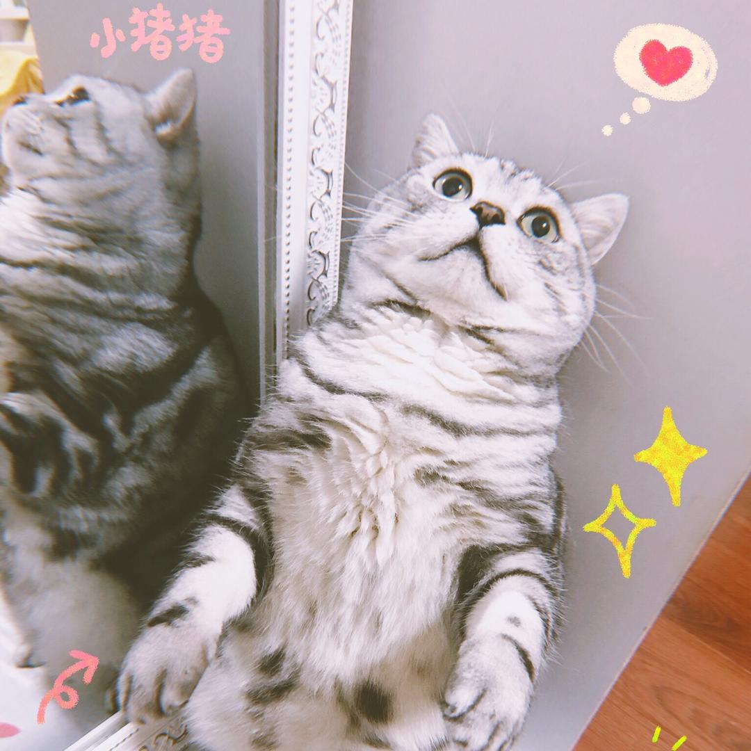 蕓寶是隻小猴子
