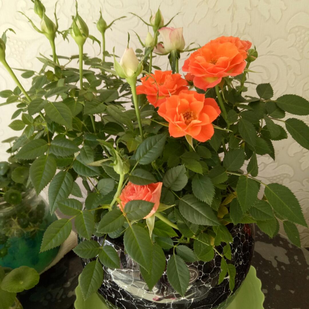 小虹厨房