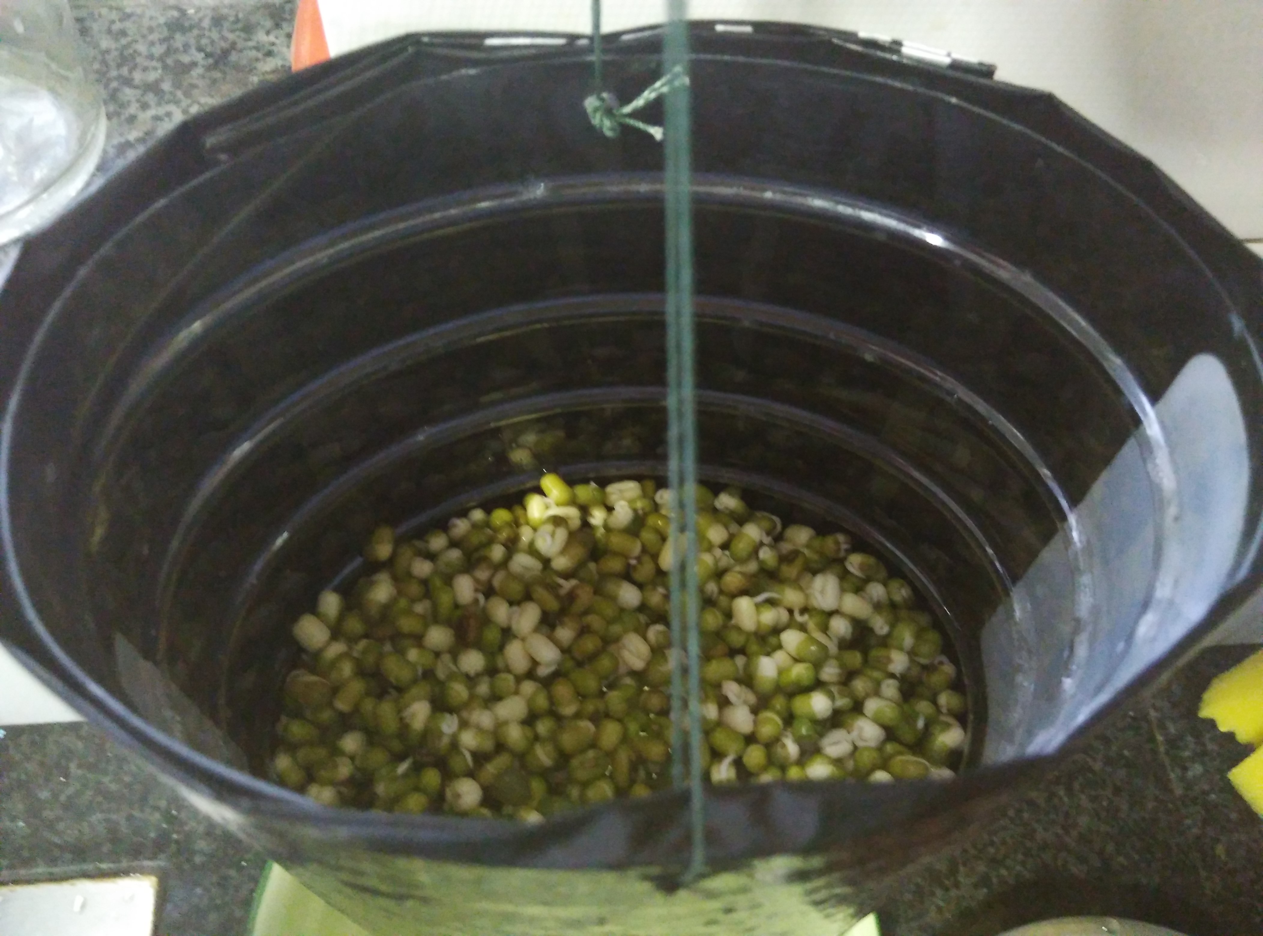 自发绿豆芽的做法 步骤7