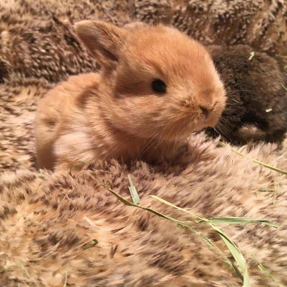 V587滴～～小蚊子