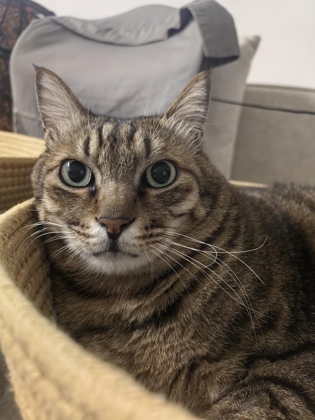 肥猫肠肠