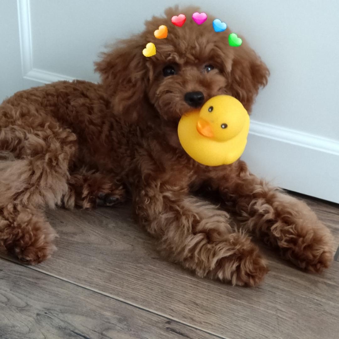 ReryLee