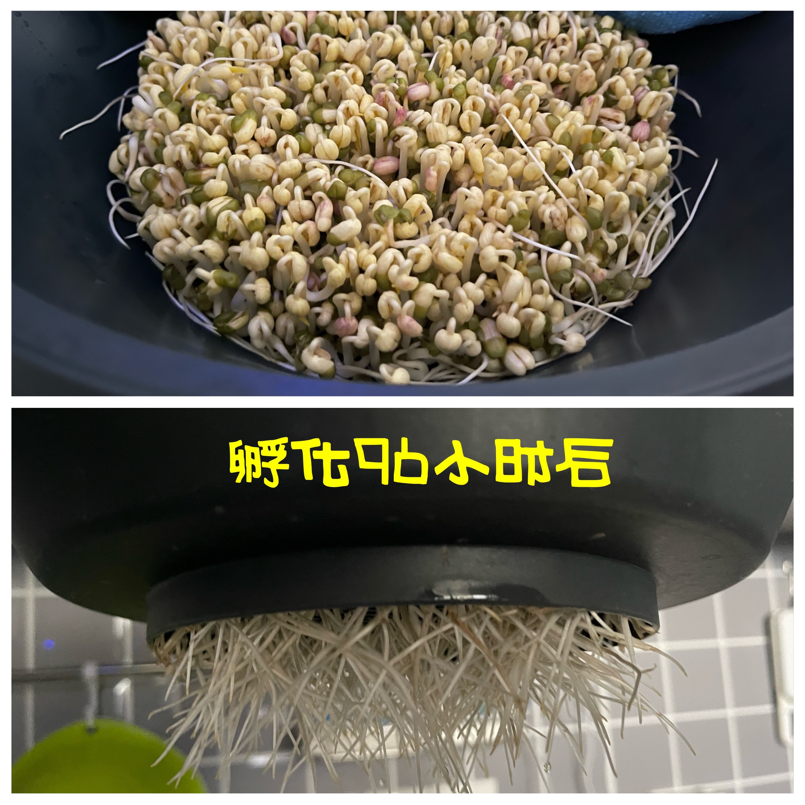 轻松发绿豆芽的做法 步骤9