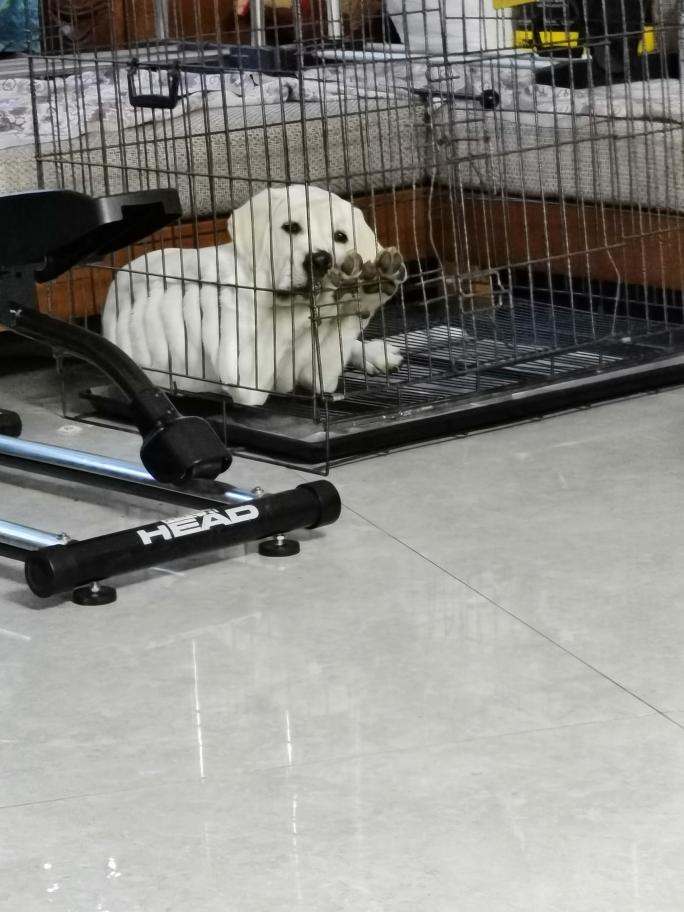 自制狗粮（记录）