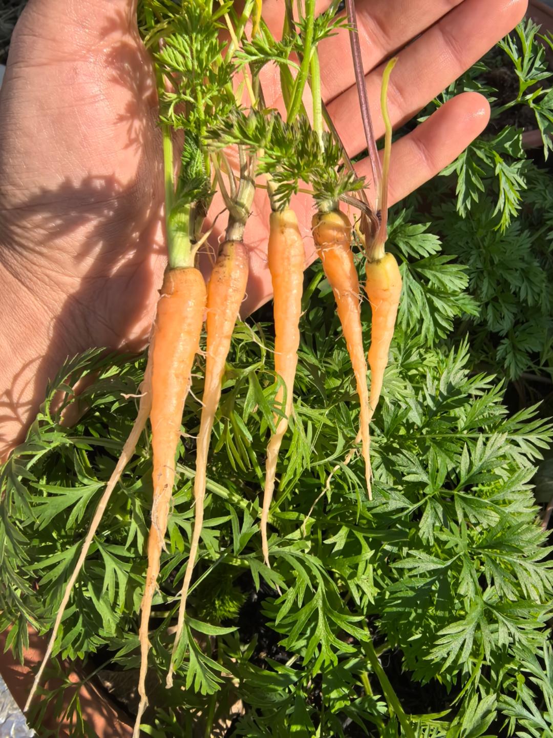 手机用户6612_p9ct