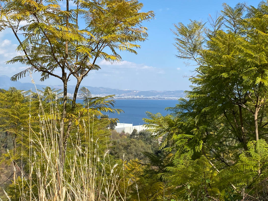 沉迷做面包的桃子