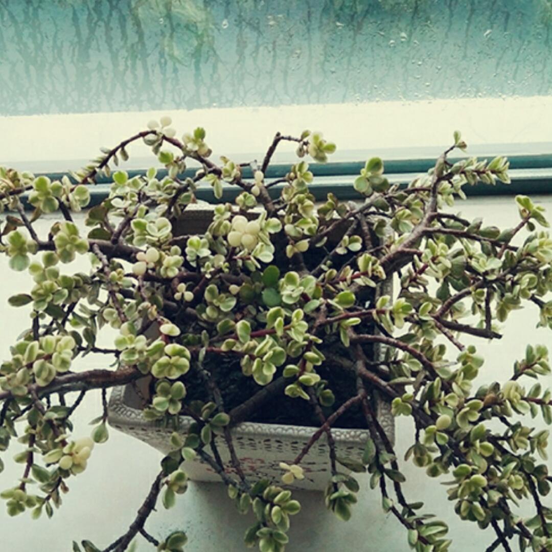 飘逸的遐想