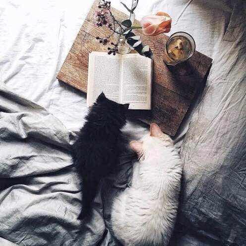 Fate_L