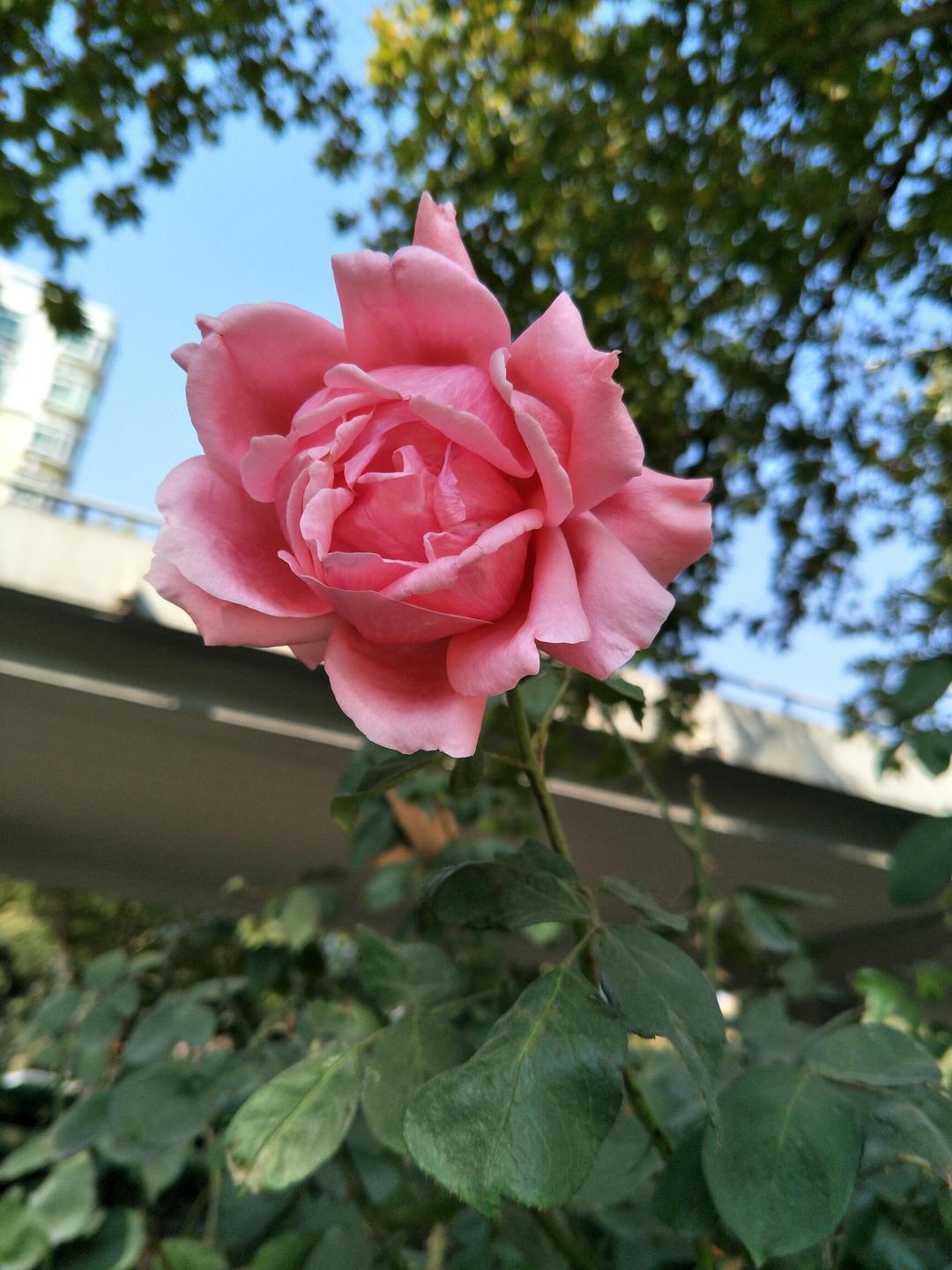 早餐•2017年11月9日