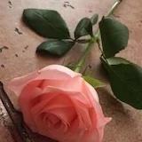 香草冰淇淋520