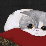 野生风筝