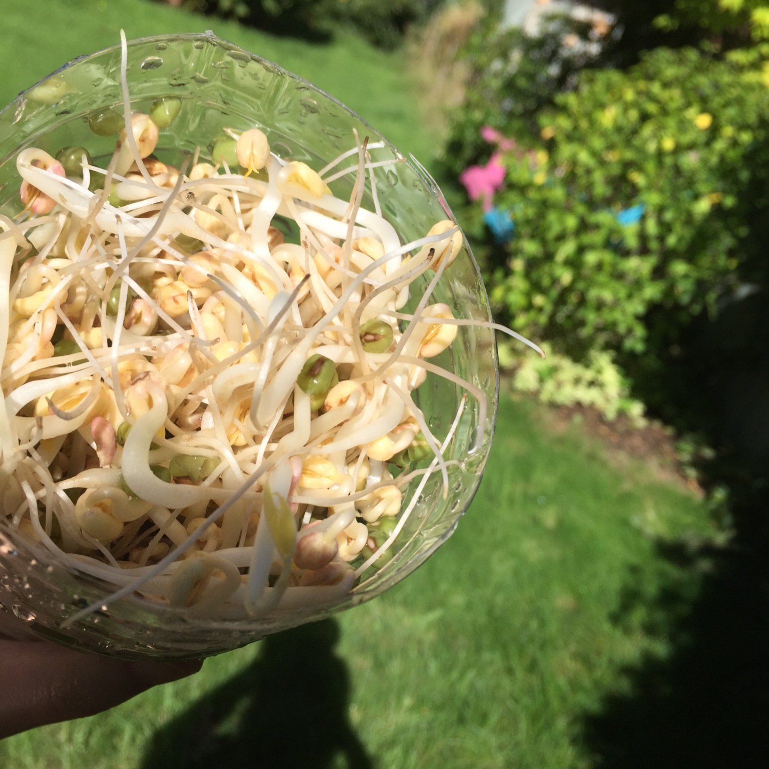 自发豆芽（可乐瓶发豆芽0失败！）