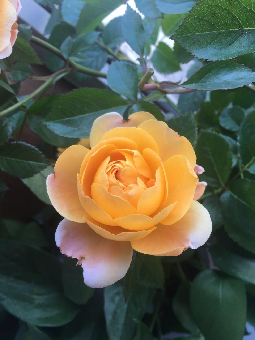 黑麦全麦吐司（减脂瘦身）