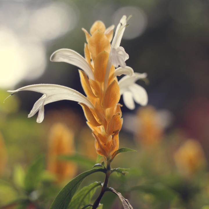 小太阳微微风live