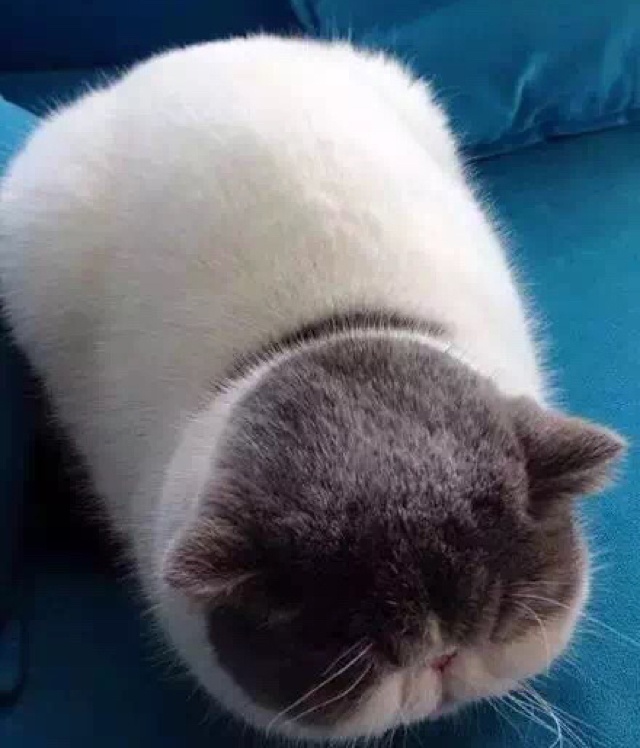 不靠谱菜老湿