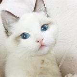 她是灰小姐呀