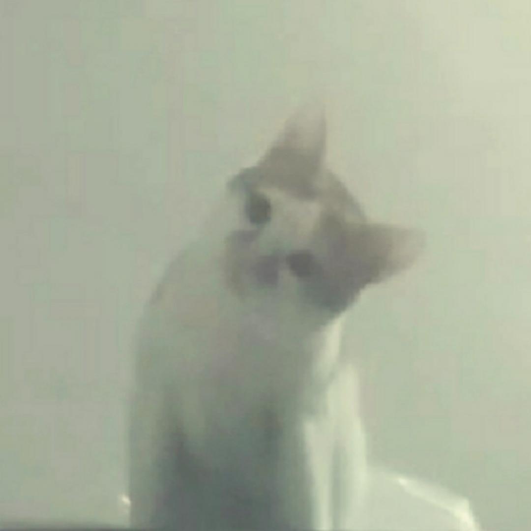 小黄叭叭