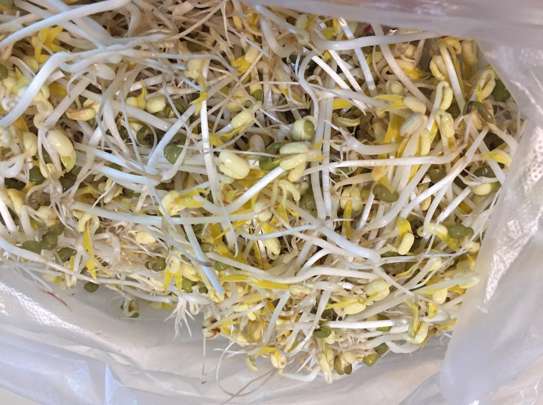 自制豆芽