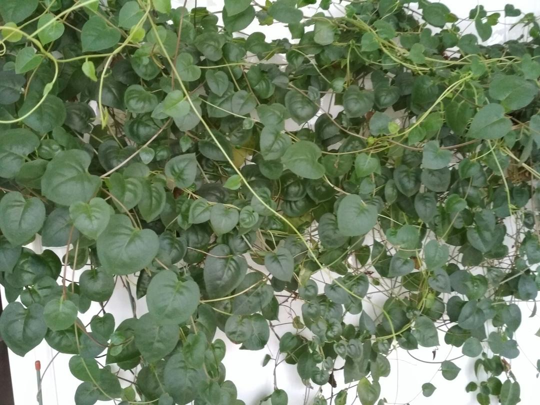 一叶知秋w做的蒜香藤三七