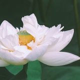 爱吃鱼的小可爱