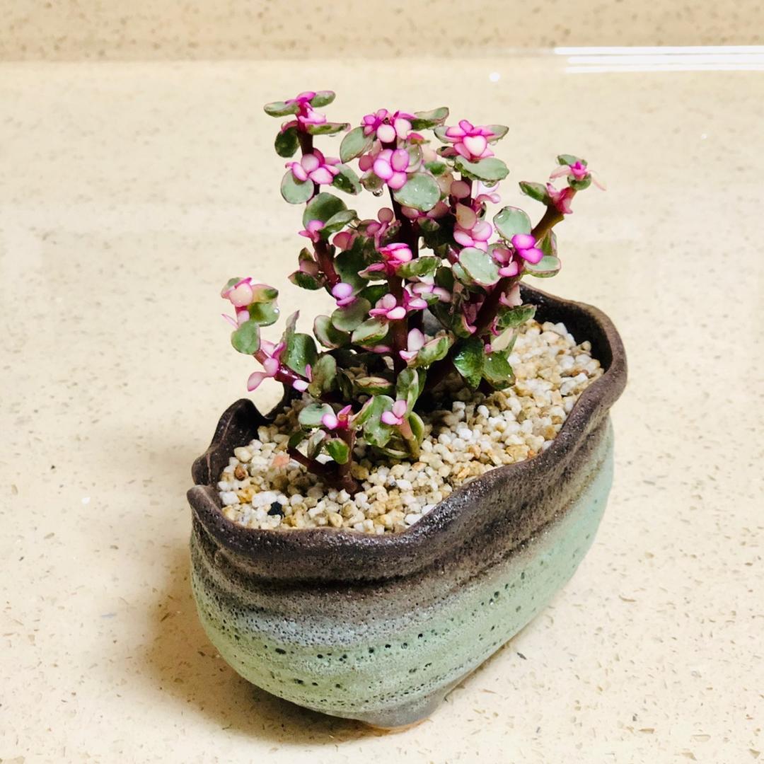月色心荷
