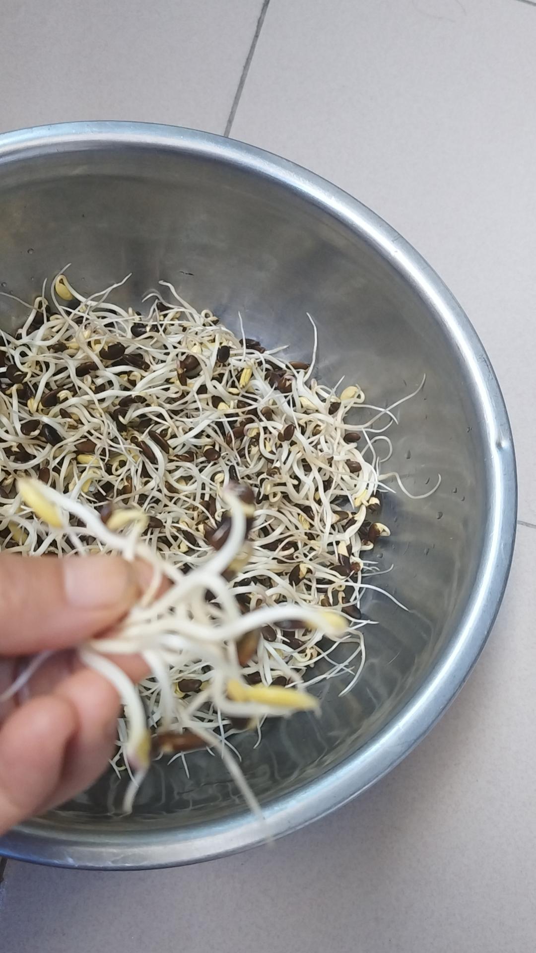 塑料盒“生绿豆芽”一一一长得噌噌高