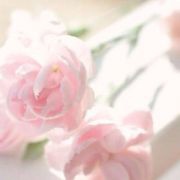 夏啊夏夏