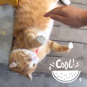 小王子的甜美生活的厨房