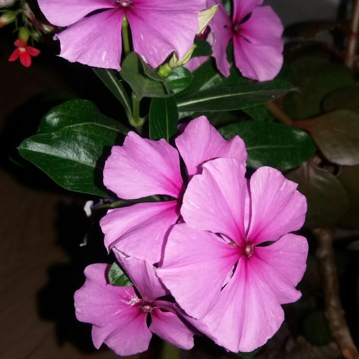 杜鹃的花样年华