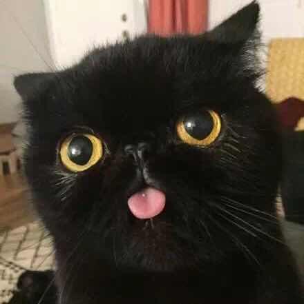 小楼喵喵