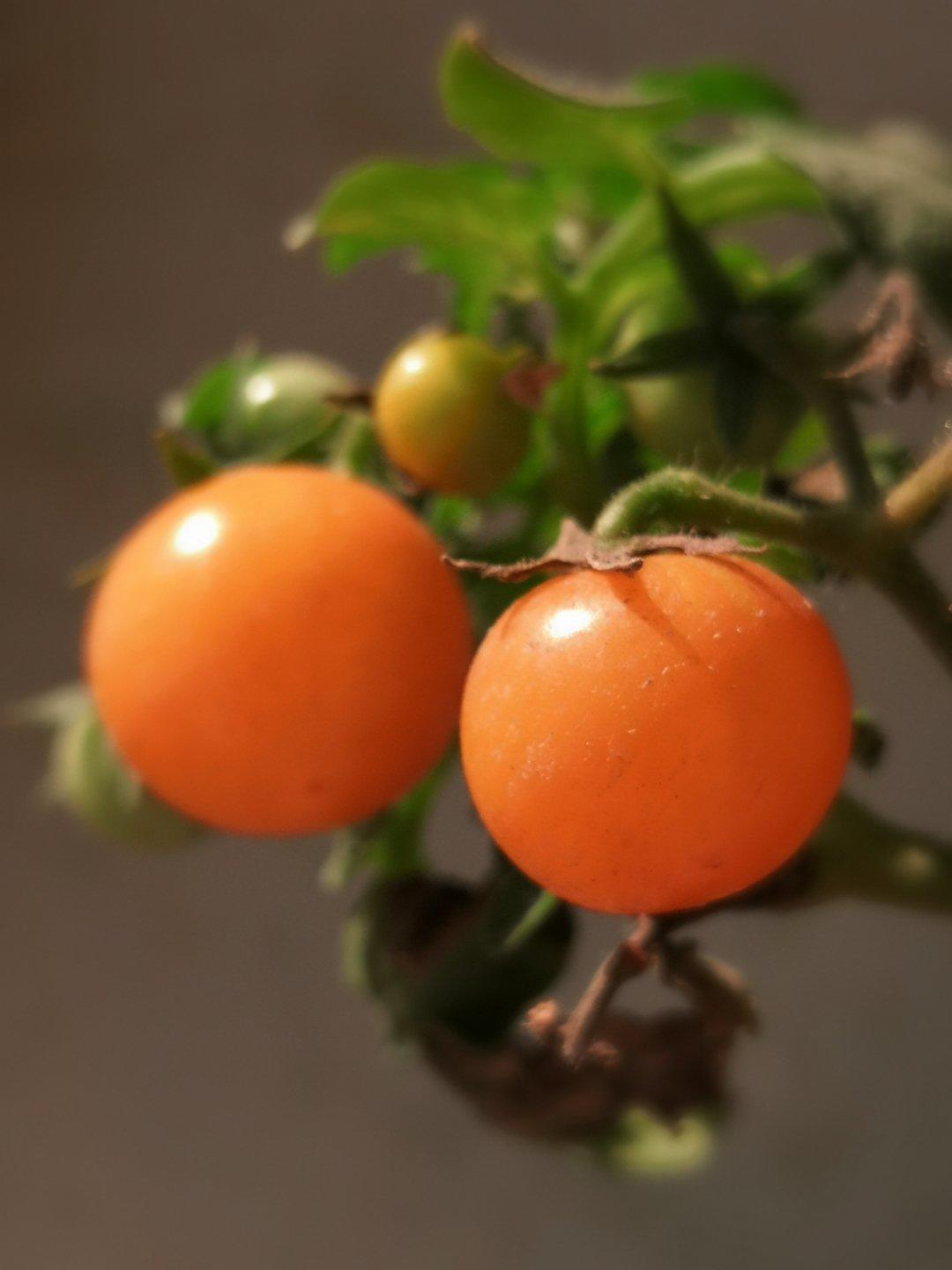 喵的面包吐司🍞糕糕🍰