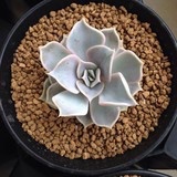 严天易妈妈