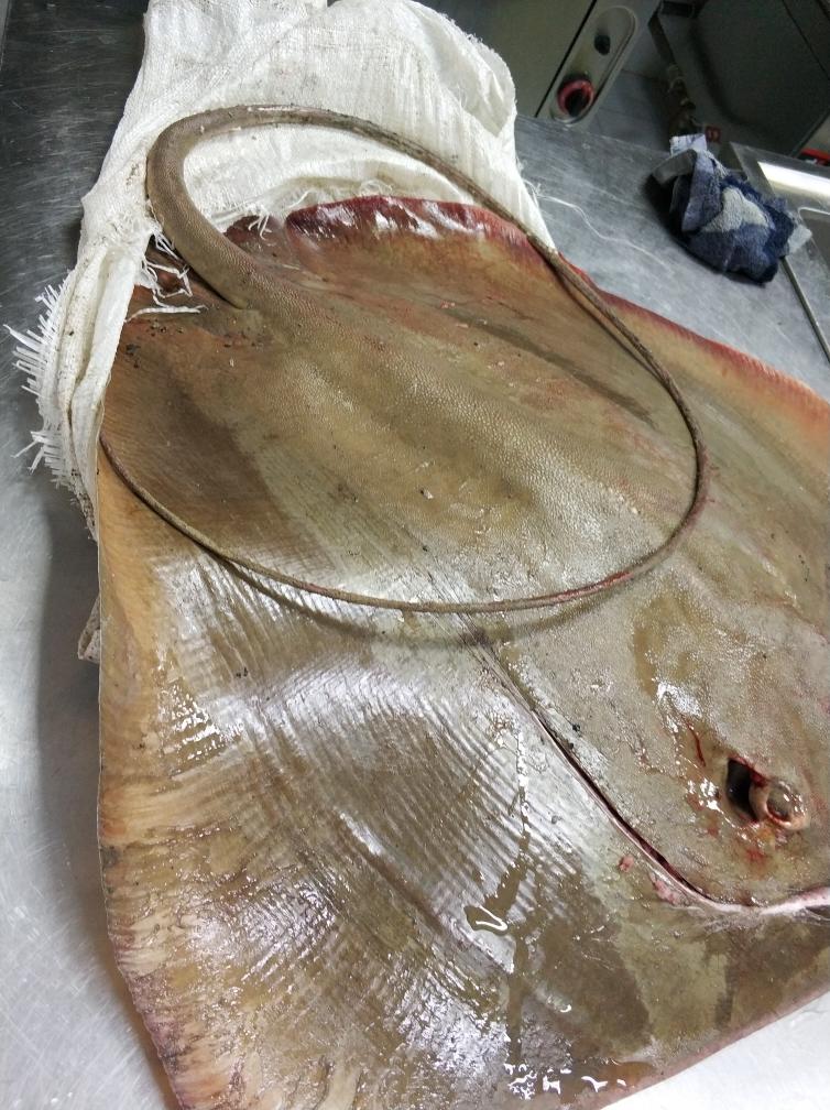 【红烧魔鬼鱼的做法步骤图,红烧魔鬼鱼怎么做好吃】r啊龙_下厨房