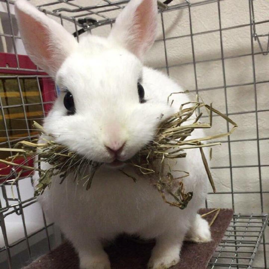素衣锦