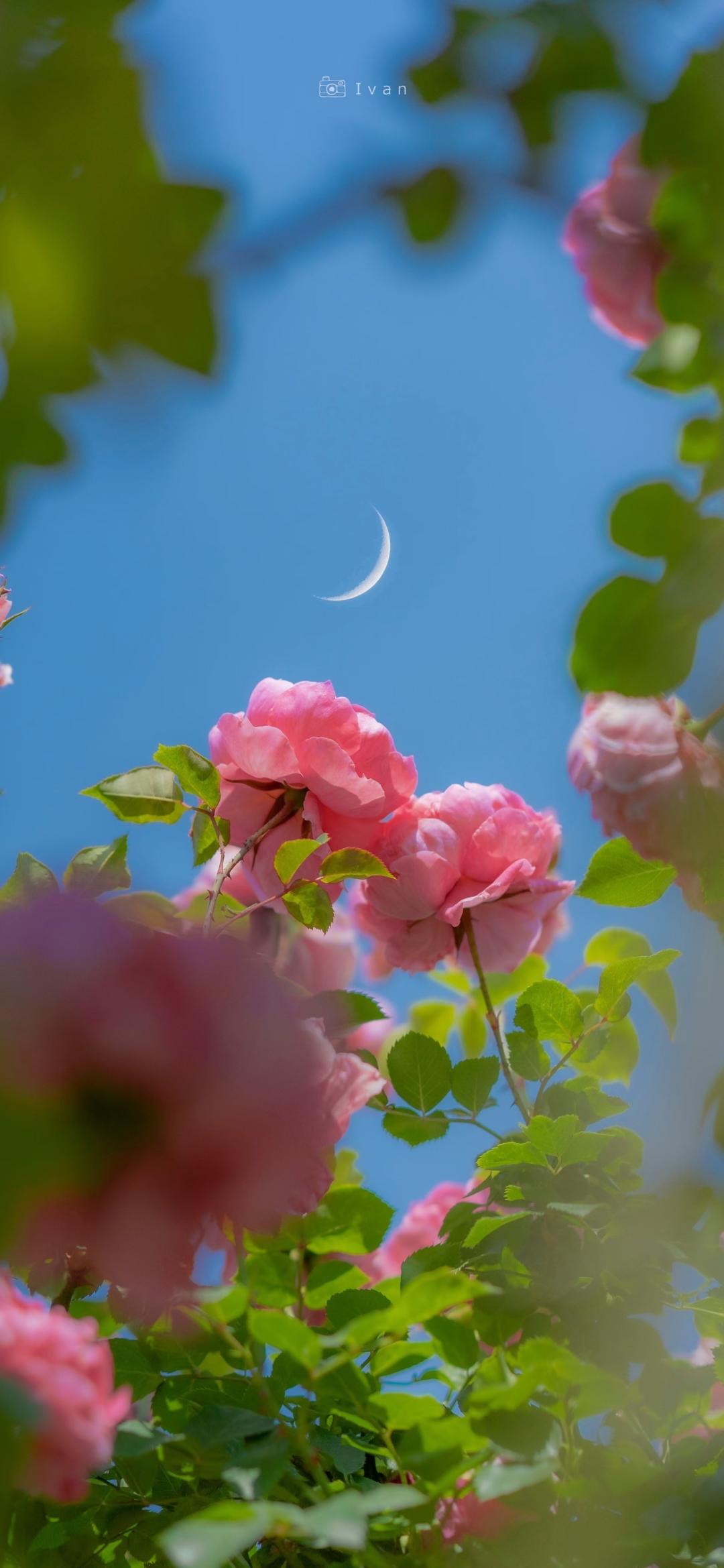 戚风蛋糕（八寸）