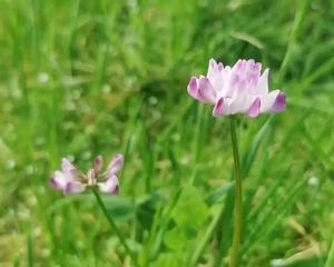 年菜——八宝薯粉年糕（芋头粿）的做法 步骤3