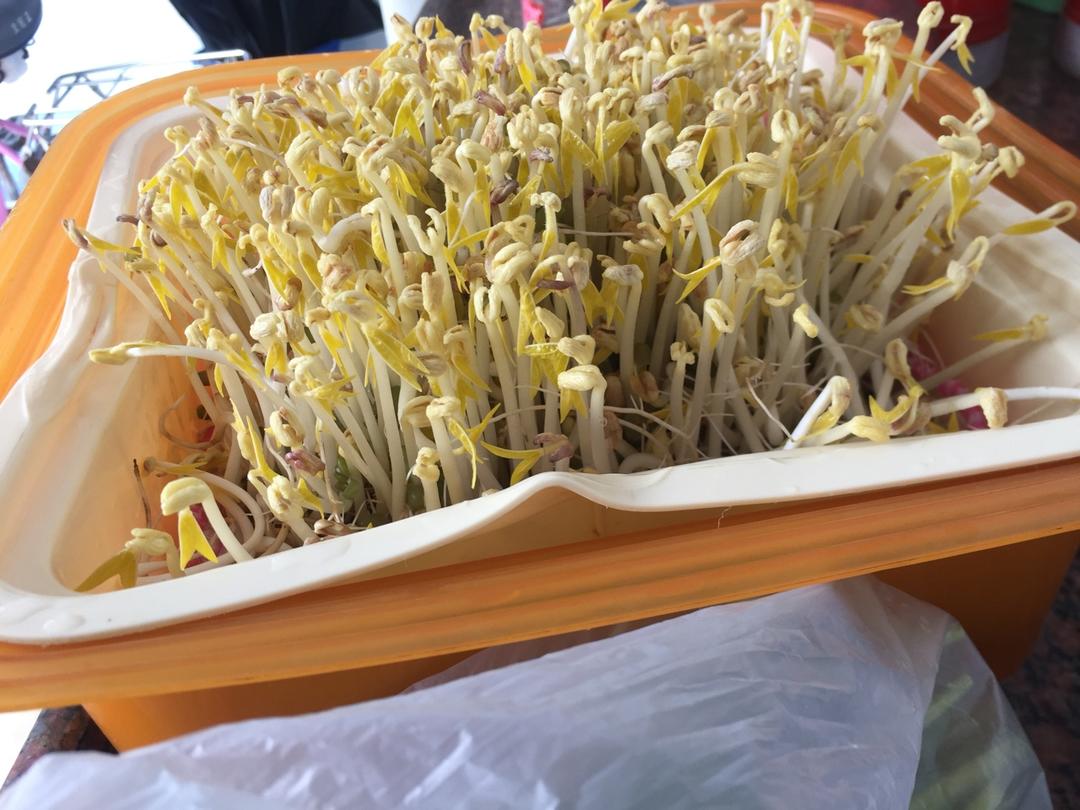 自己在家发豆芽