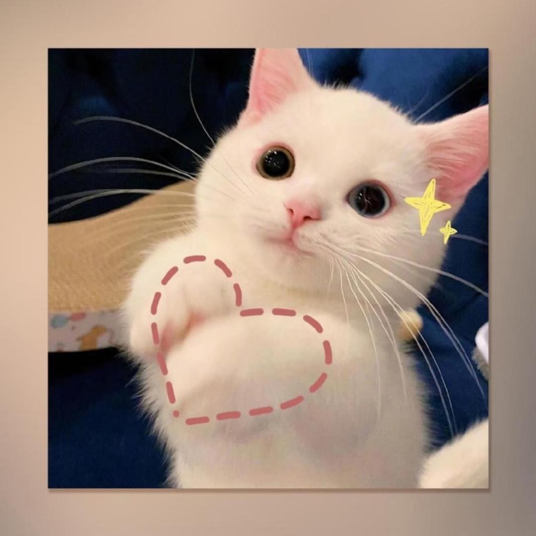 吃肥见瘦的大圆