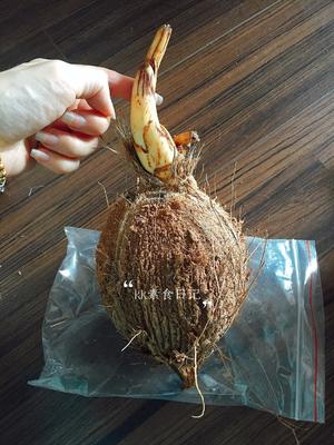 椰子宝——发芽椰子的神奇发现的做法 步骤2