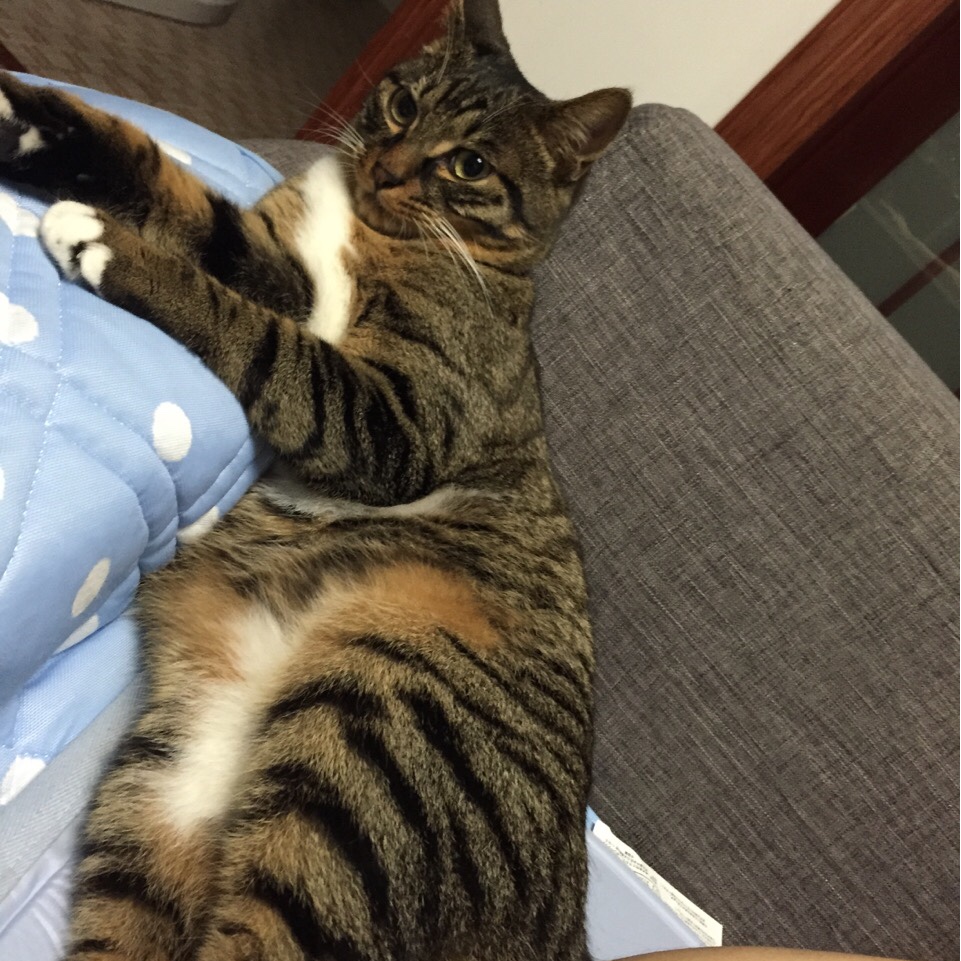 猫饭——是真正的猫饭啦