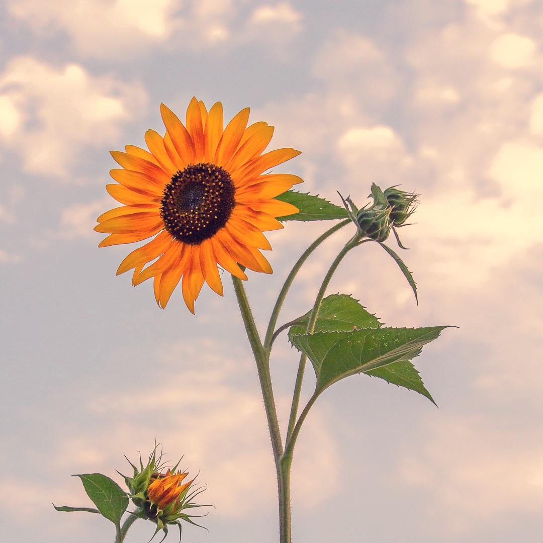 烘一下快乐画一下开心