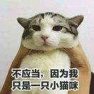 嘿小猫咪