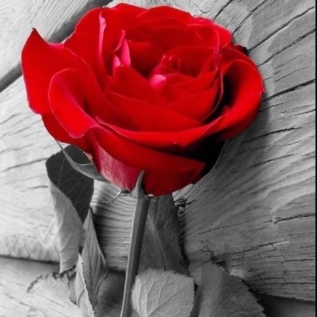 凡凡曼妮的妈妈