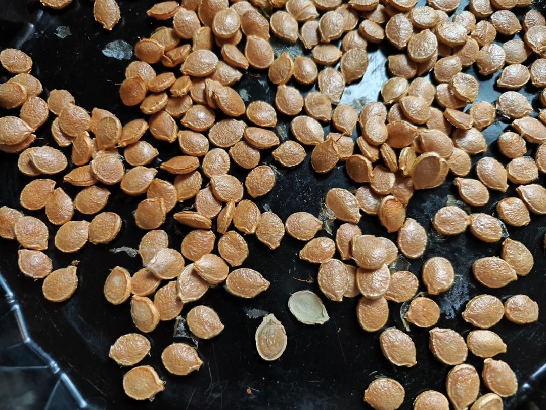 ㊙️追剧零食‼️原味烤南瓜子‼️健脑又控血糖